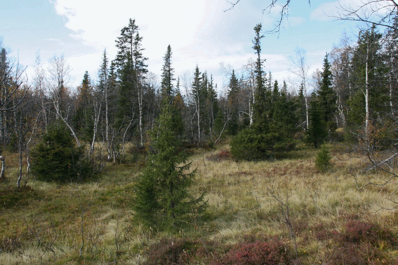 Южный склон Айкуайвенчорр, image of landscape/habitat.