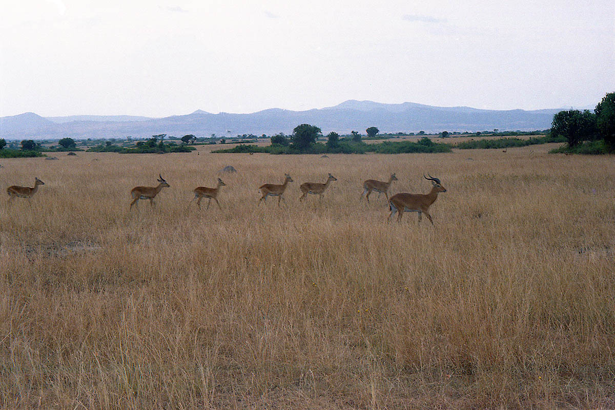 Парк Королевы Элизабеты, image of landscape/habitat.