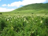 Горы Таловка, image of landscape/habitat.