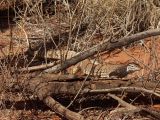 Rainbow Valley, image of landscape/habitat.