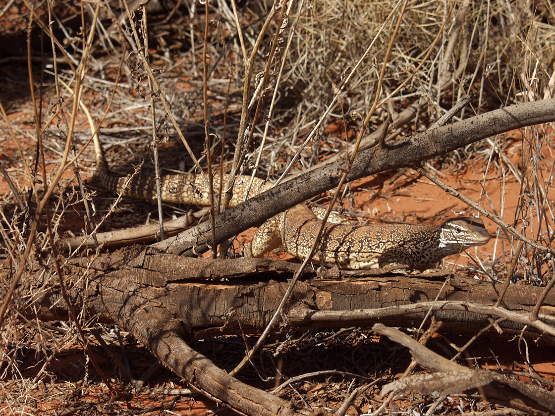 Rainbow Valley, image of landscape/habitat.