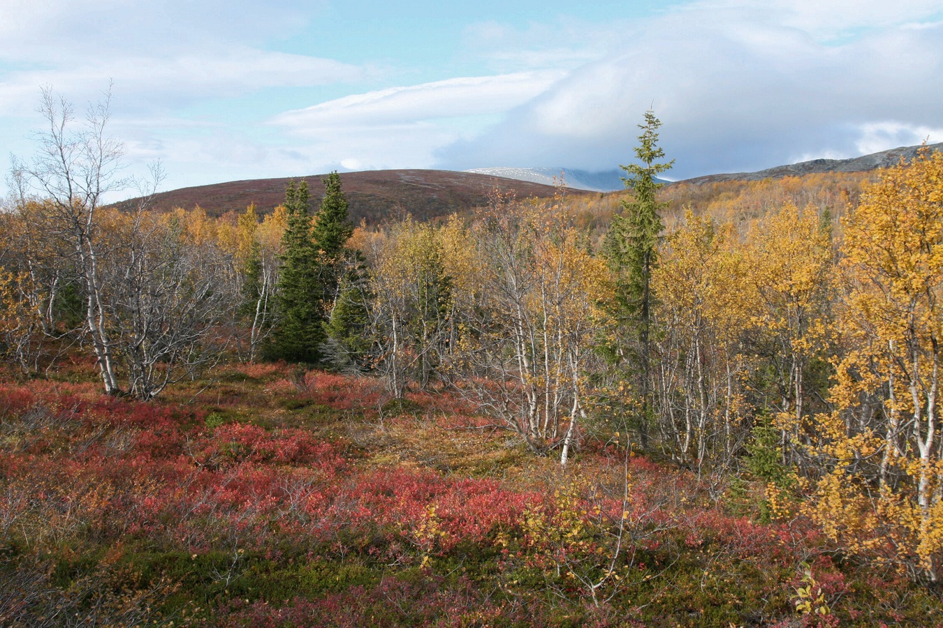 Южный склон Айкуайвенчорр, image of landscape/habitat.