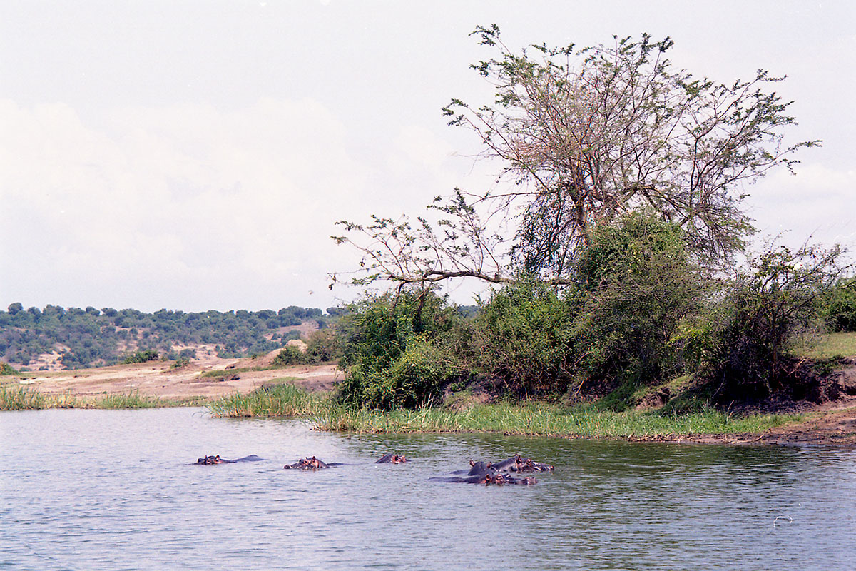 Парк Королевы Элизабеты, image of landscape/habitat.