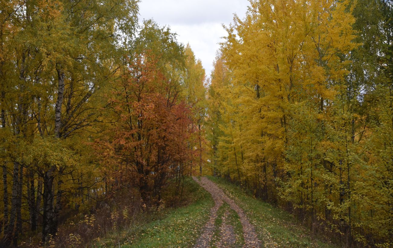 Холм Балчуг, image of landscape/habitat.