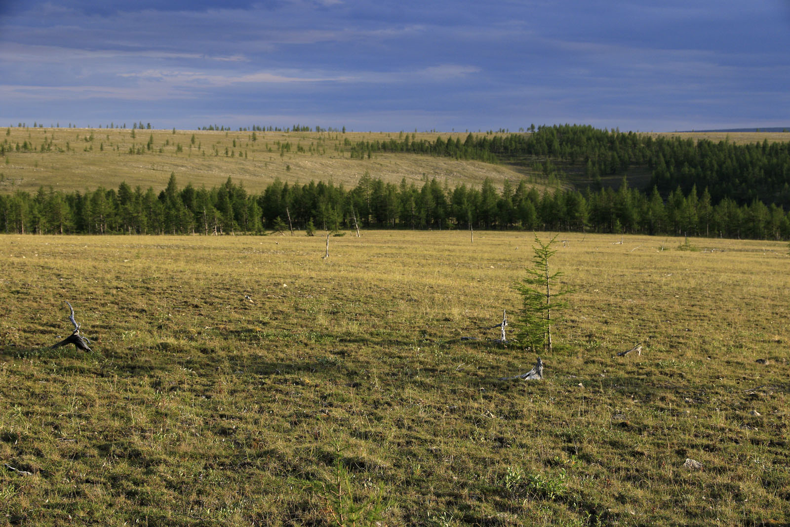 Окрестности реки Олломокит, image of landscape/habitat.