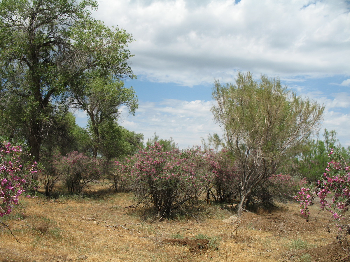 Жельтуранга, image of landscape/habitat.