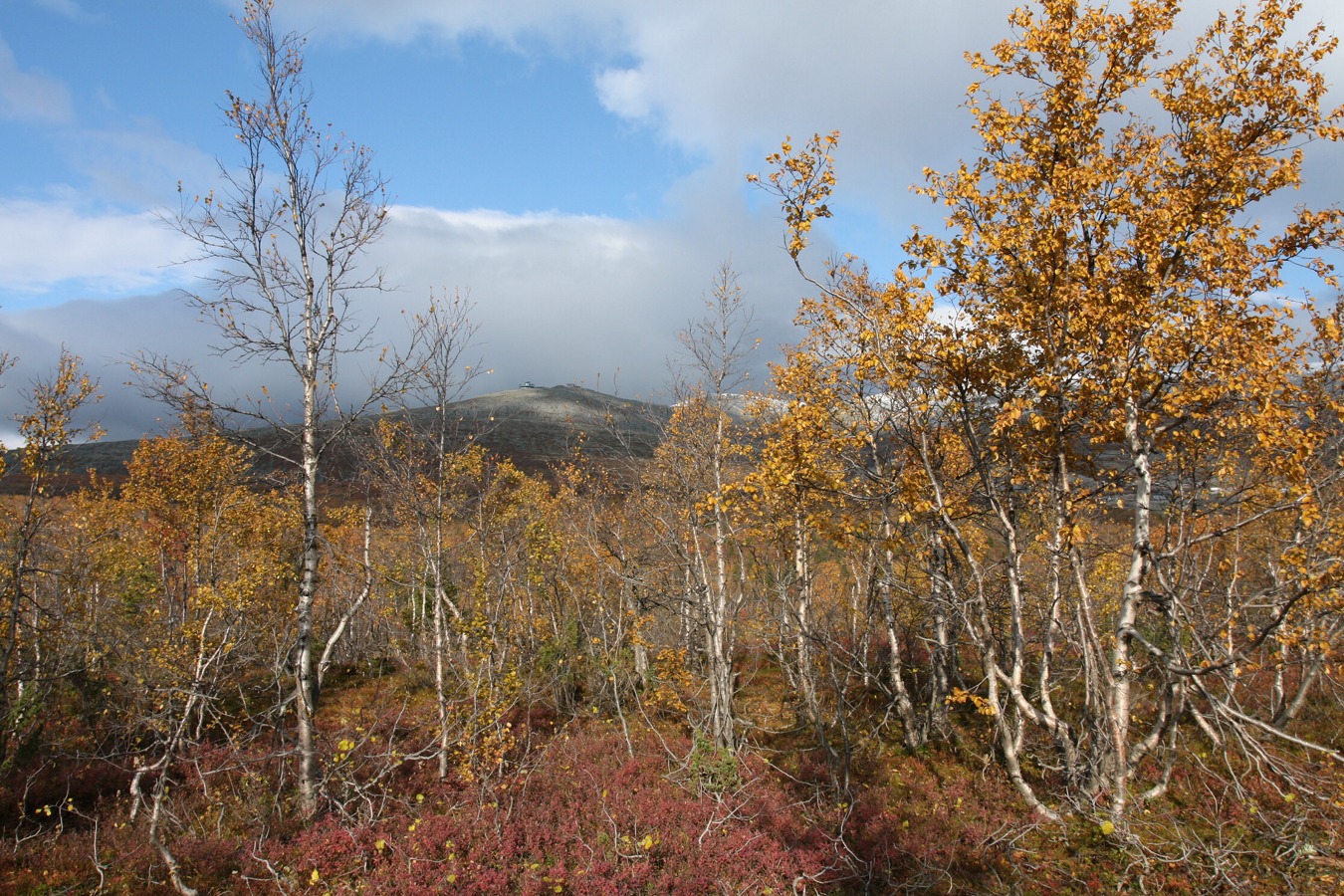 Южный склон Айкуайвенчорр, image of landscape/habitat.