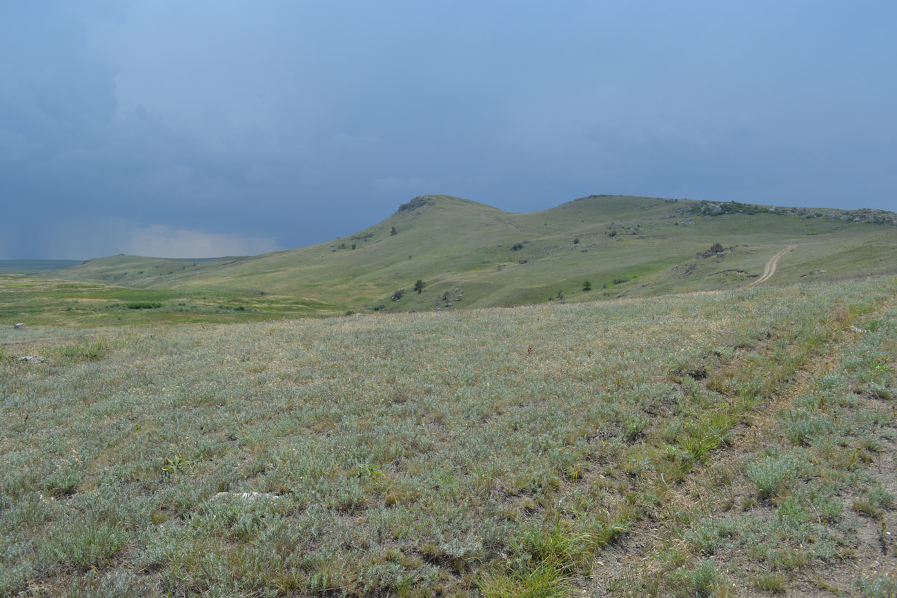 Караларская степь, image of landscape/habitat.