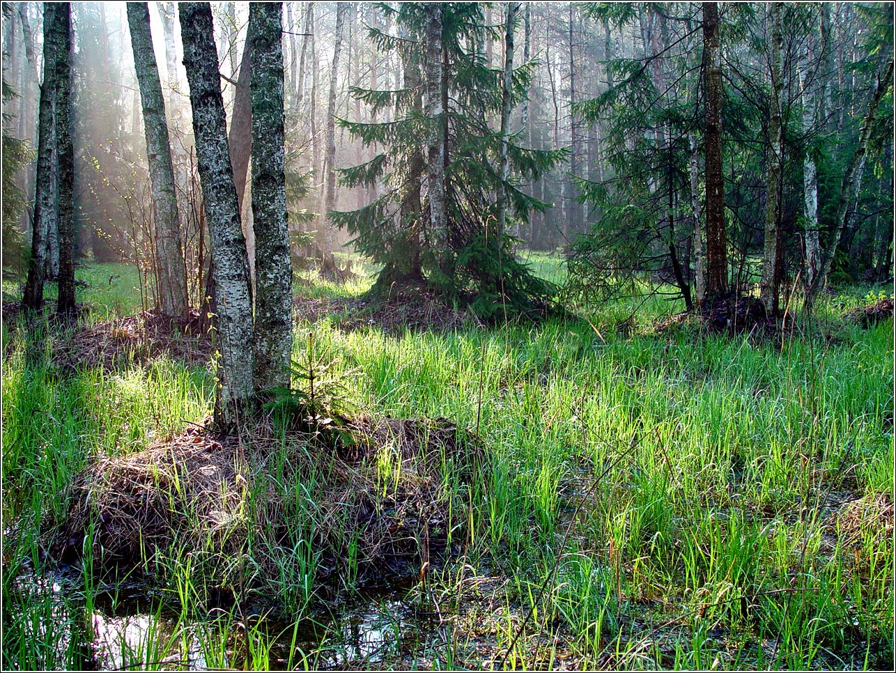 Окрестности Хрипани, image of landscape/habitat.