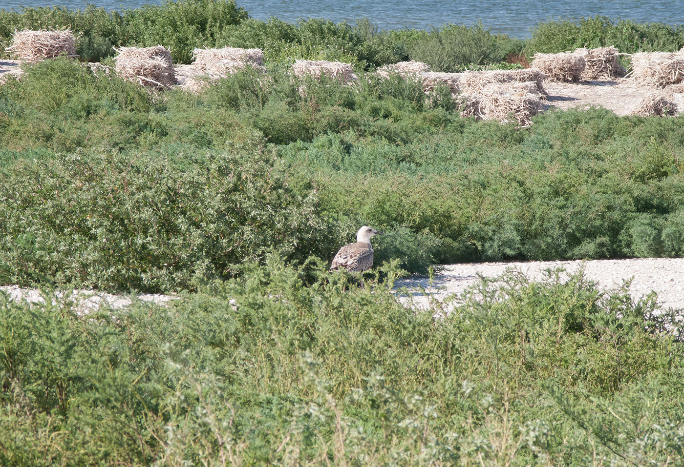 Коса Голенькая, image of landscape/habitat.