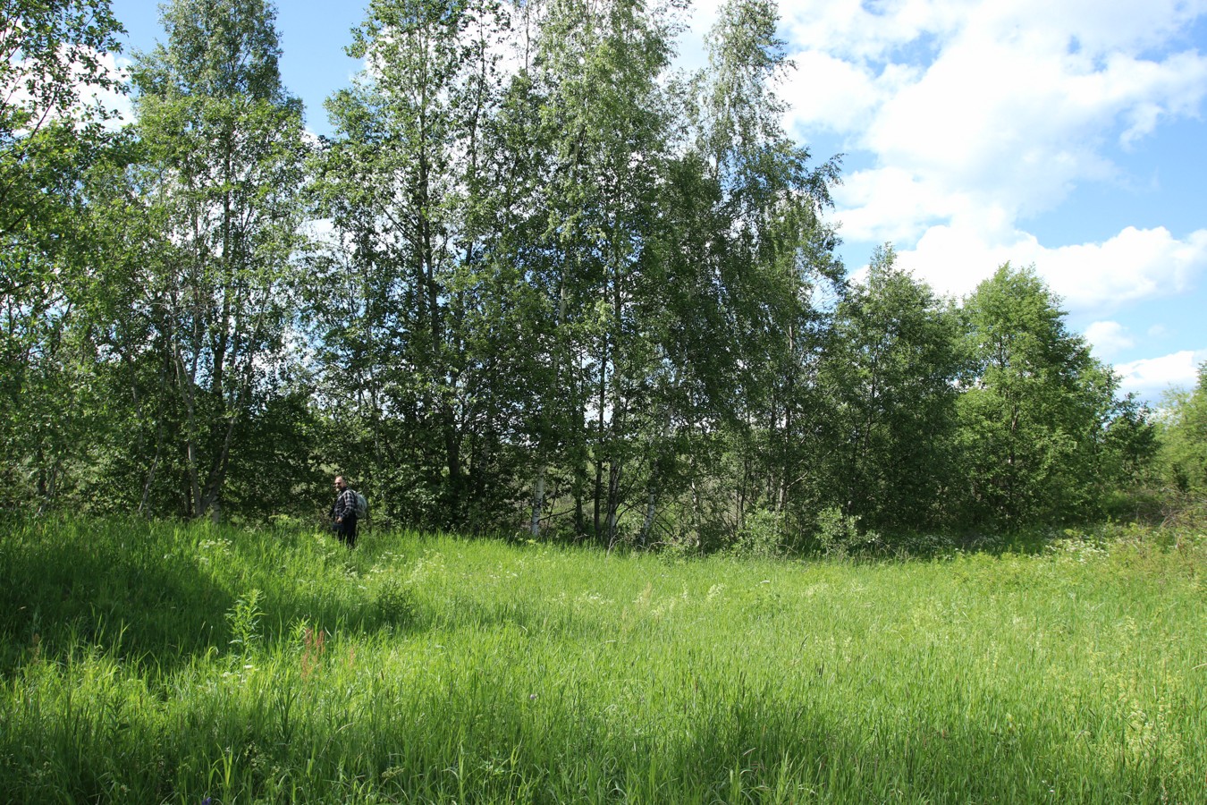 Луга у Кемки, image of landscape/habitat.