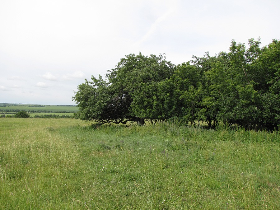 Лубушева степь, image of landscape/habitat.