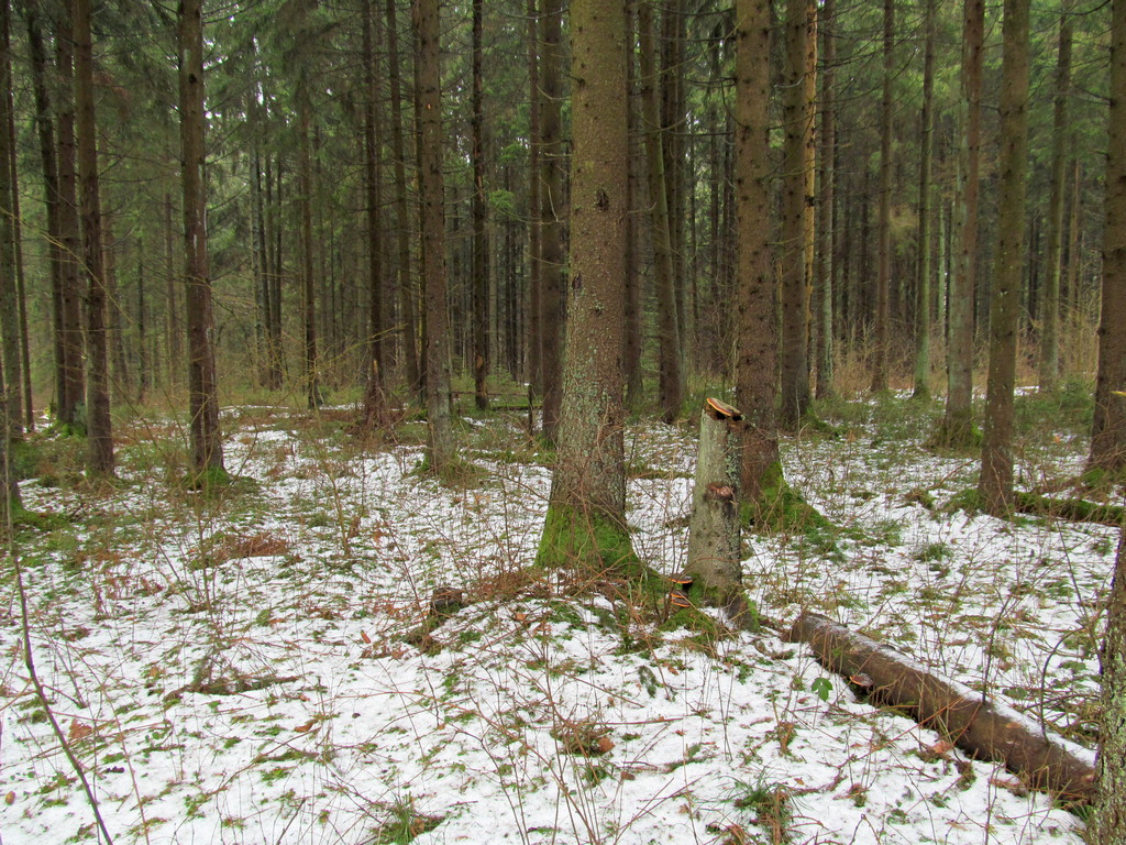 Ботаровка, image of landscape/habitat.