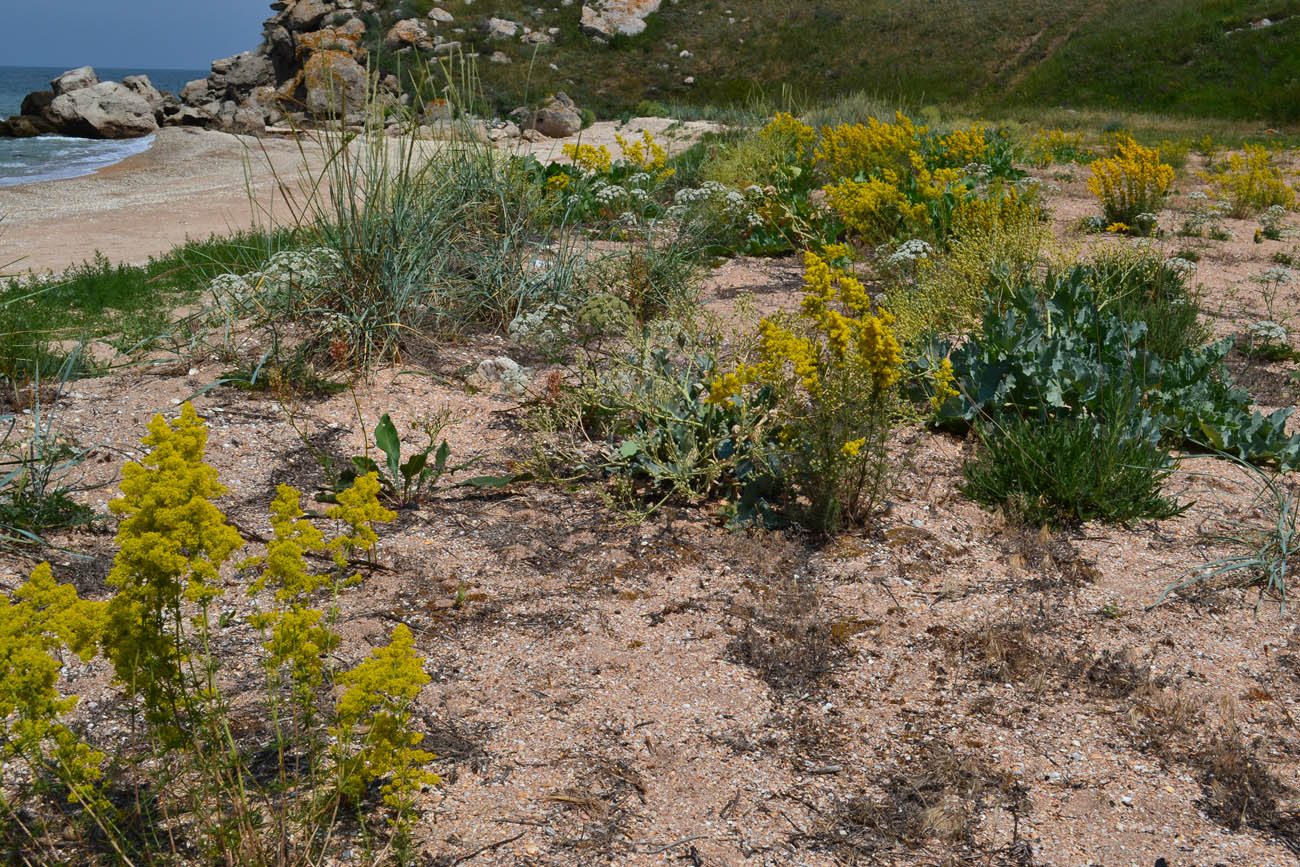 Караларская степь, image of landscape/habitat.