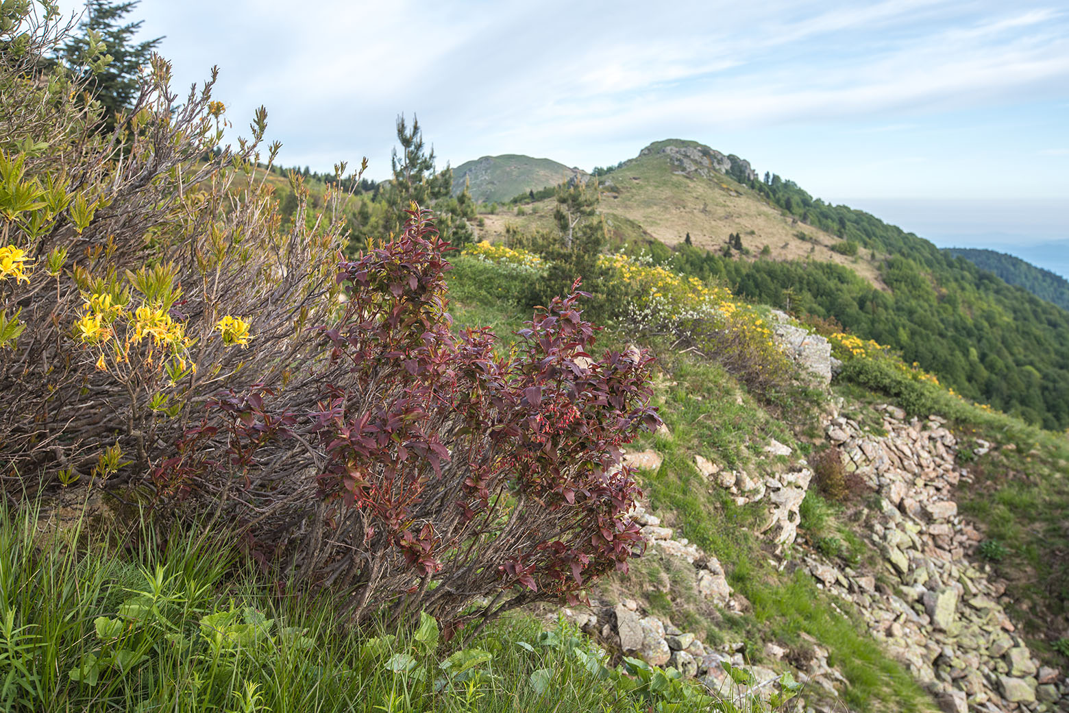 Массив горы Семиглавая, image of landscape/habitat.