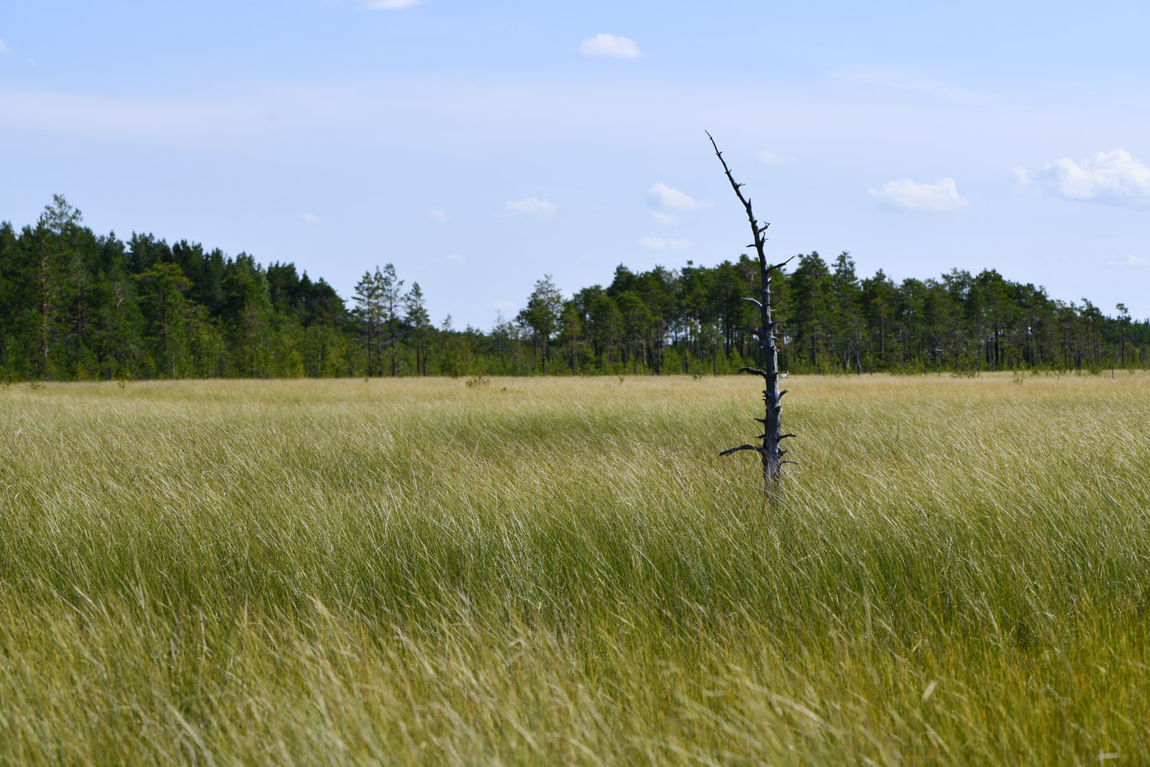 Сестрорецкое болото, image of landscape/habitat.