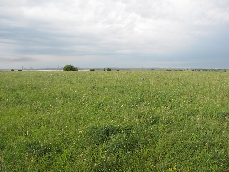 Лубушева степь, image of landscape/habitat.