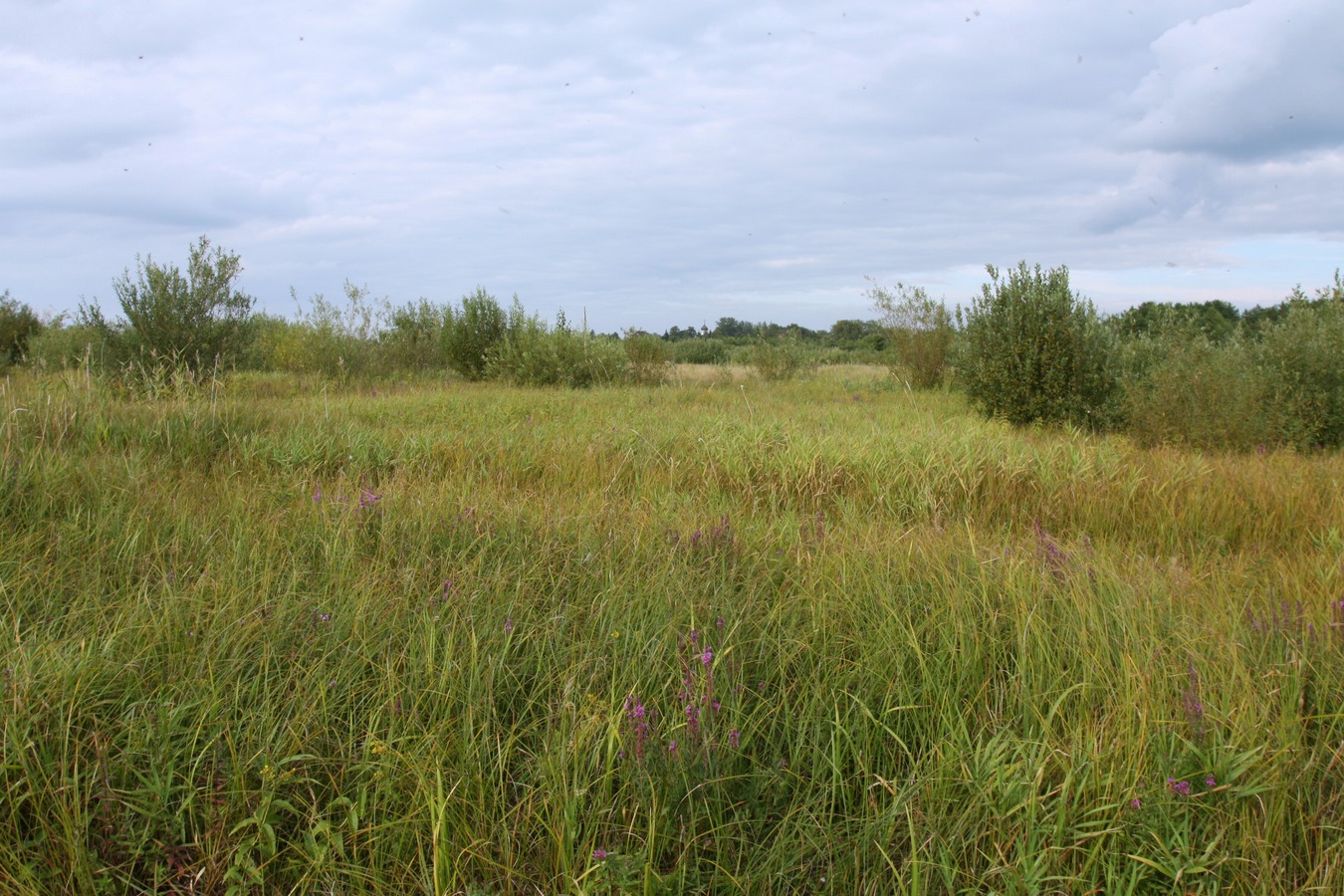 Спицино, image of landscape/habitat.