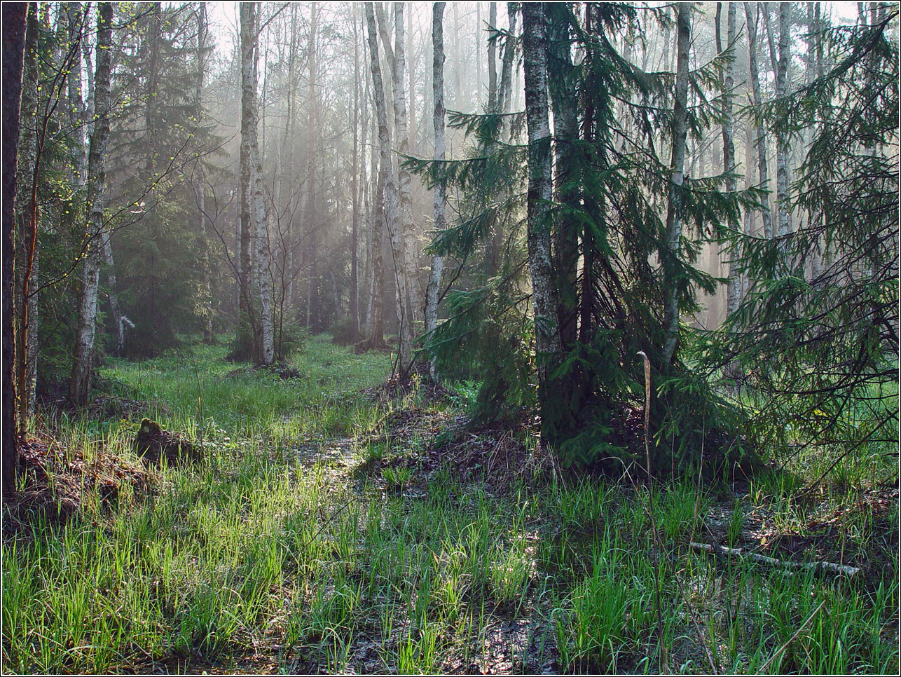 Окрестности Хрипани, image of landscape/habitat.