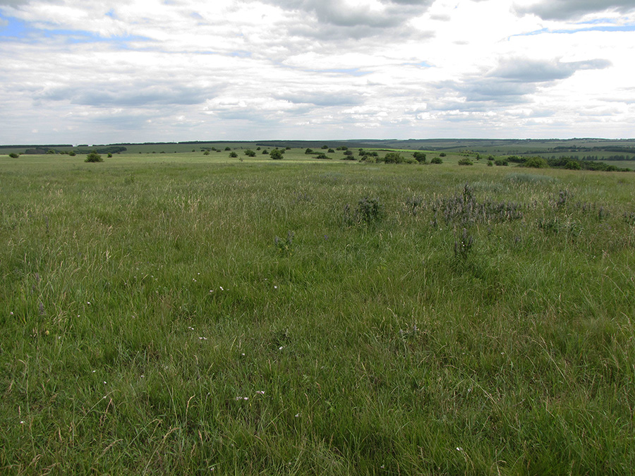 Лубушева степь, image of landscape/habitat.