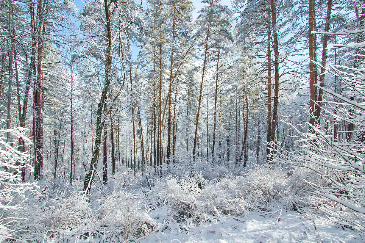 Камлак, image of landscape/habitat.