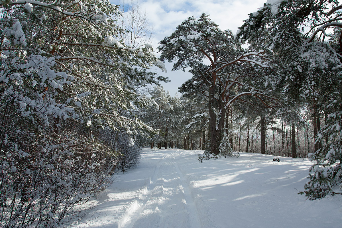 Большая Ижора, image of landscape/habitat.