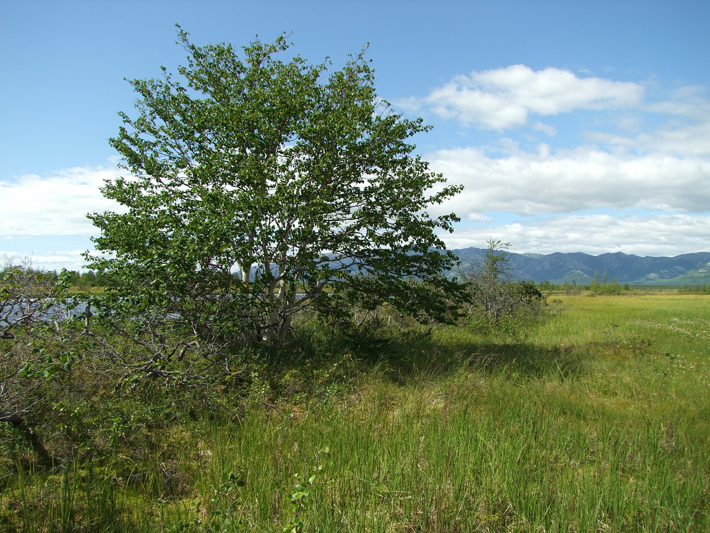 Глухое, image of landscape/habitat.