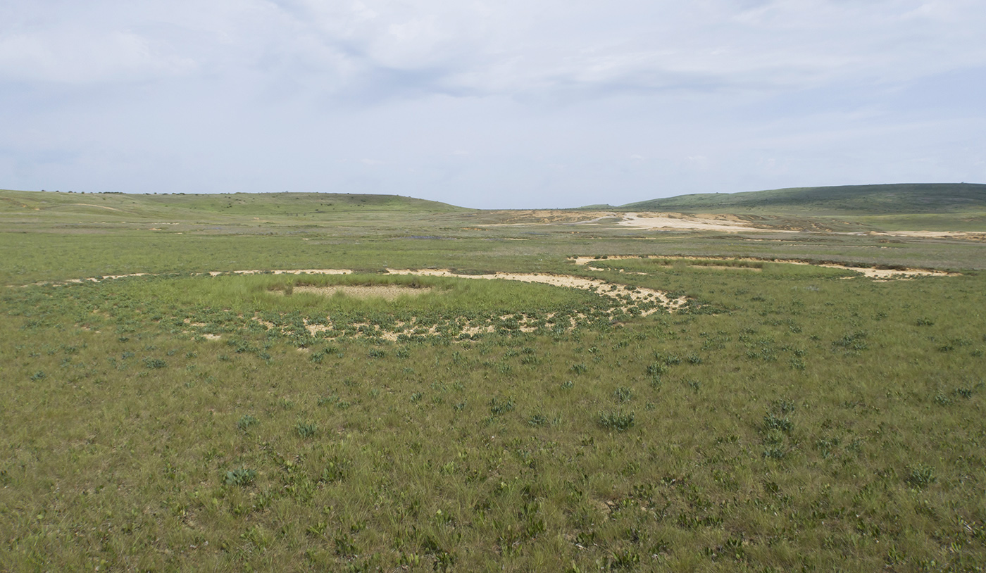 Булганакское сопочное поле, image of landscape/habitat.