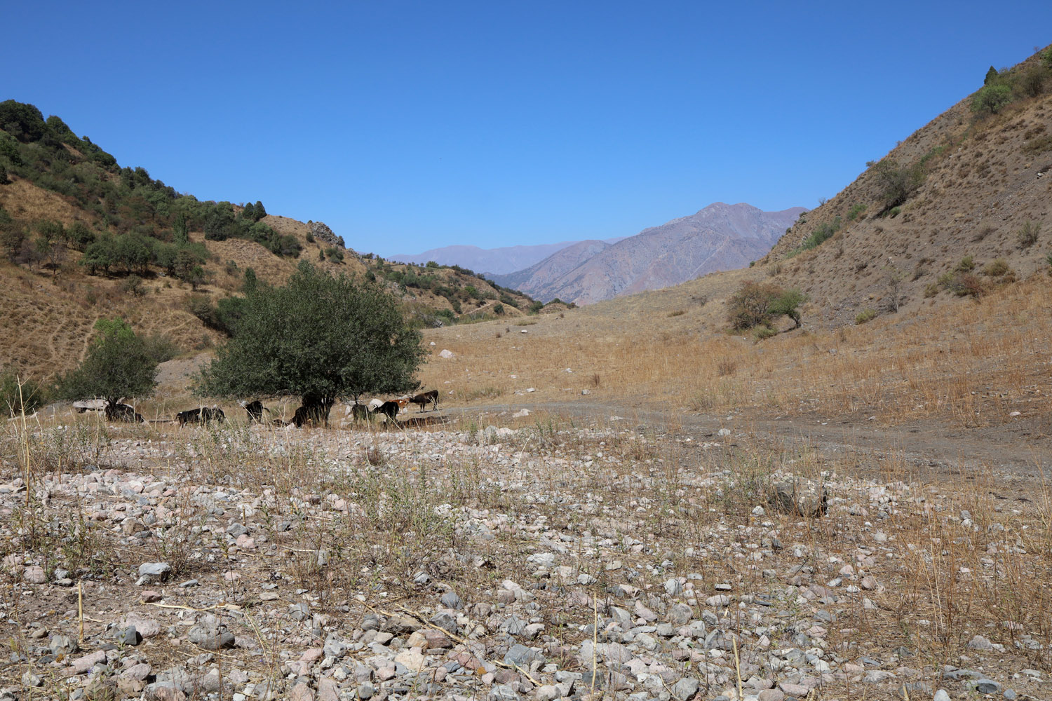 Гулькамские теснины, image of landscape/habitat.