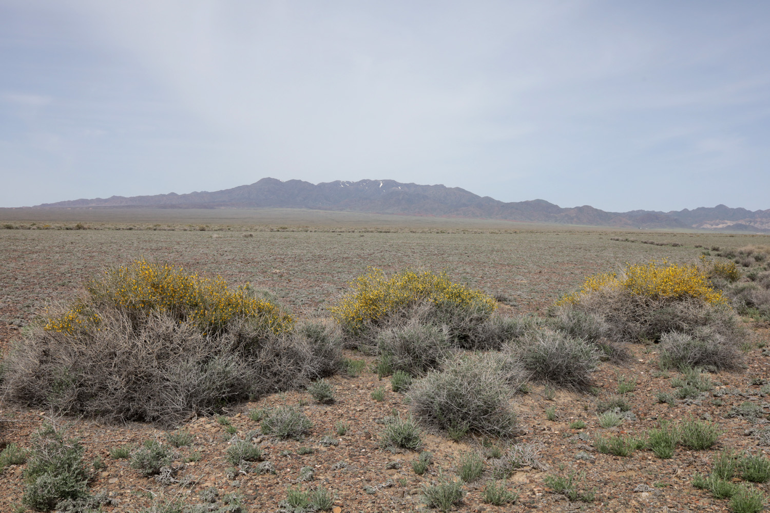 Шыган, image of landscape/habitat.