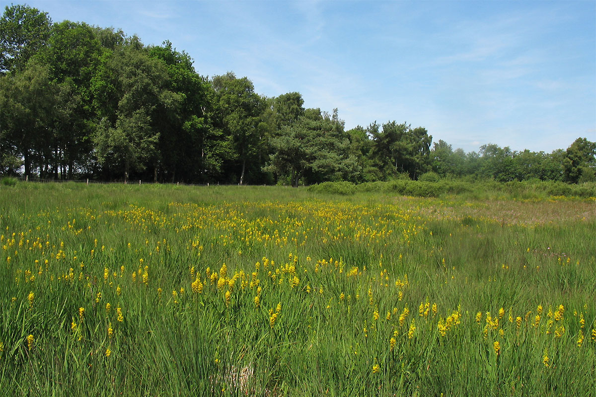 Норденвелд, image of landscape/habitat.