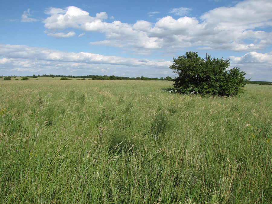 Лубушева степь, image of landscape/habitat.