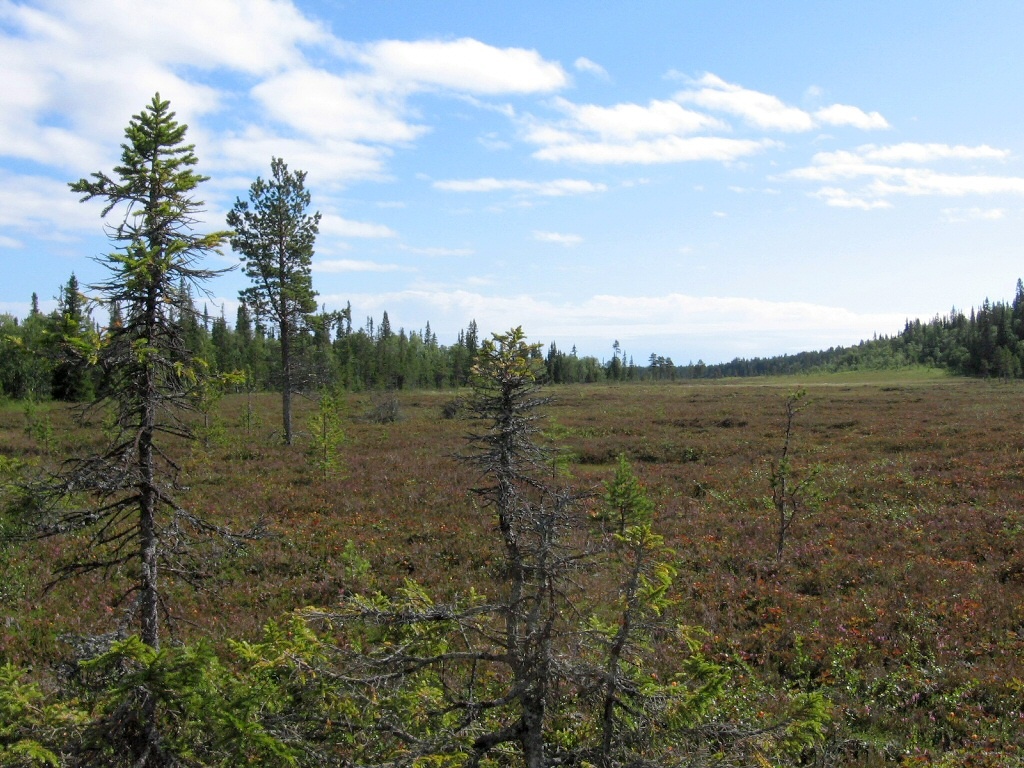 Низовья Варзуги, image of landscape/habitat.