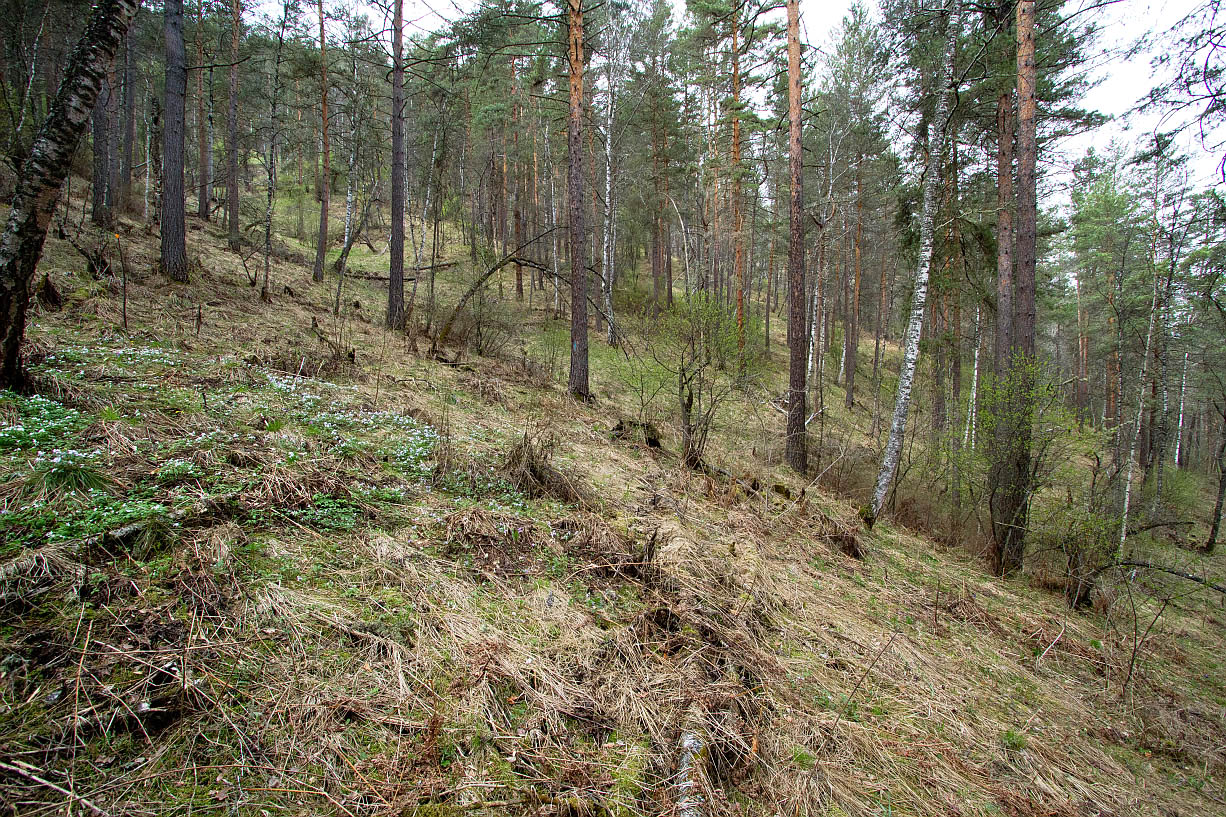 Камлак, image of landscape/habitat.