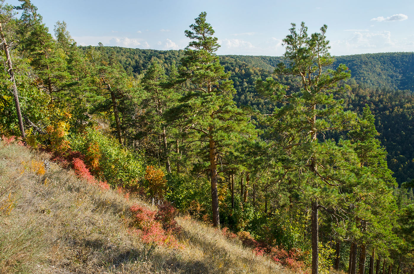 Гора Стрельная, image of landscape/habitat.