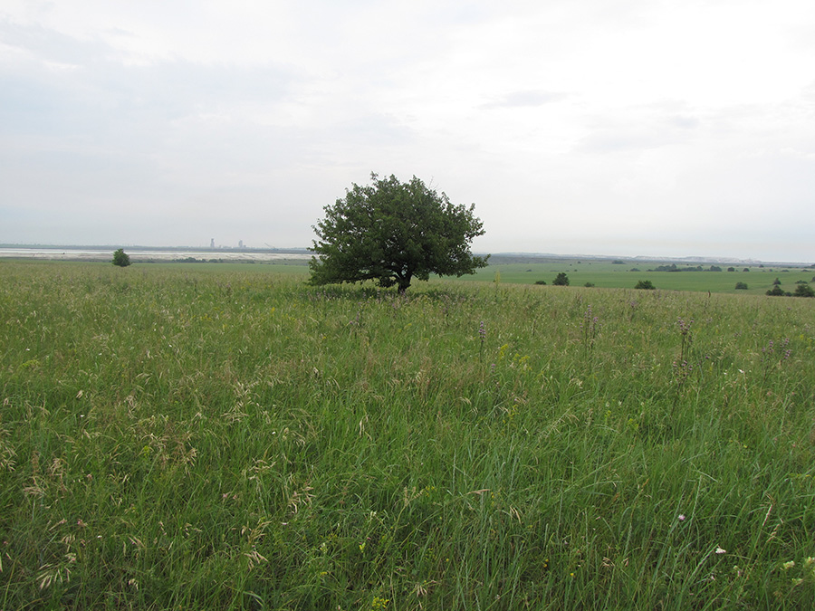 Лубушева степь, image of landscape/habitat.