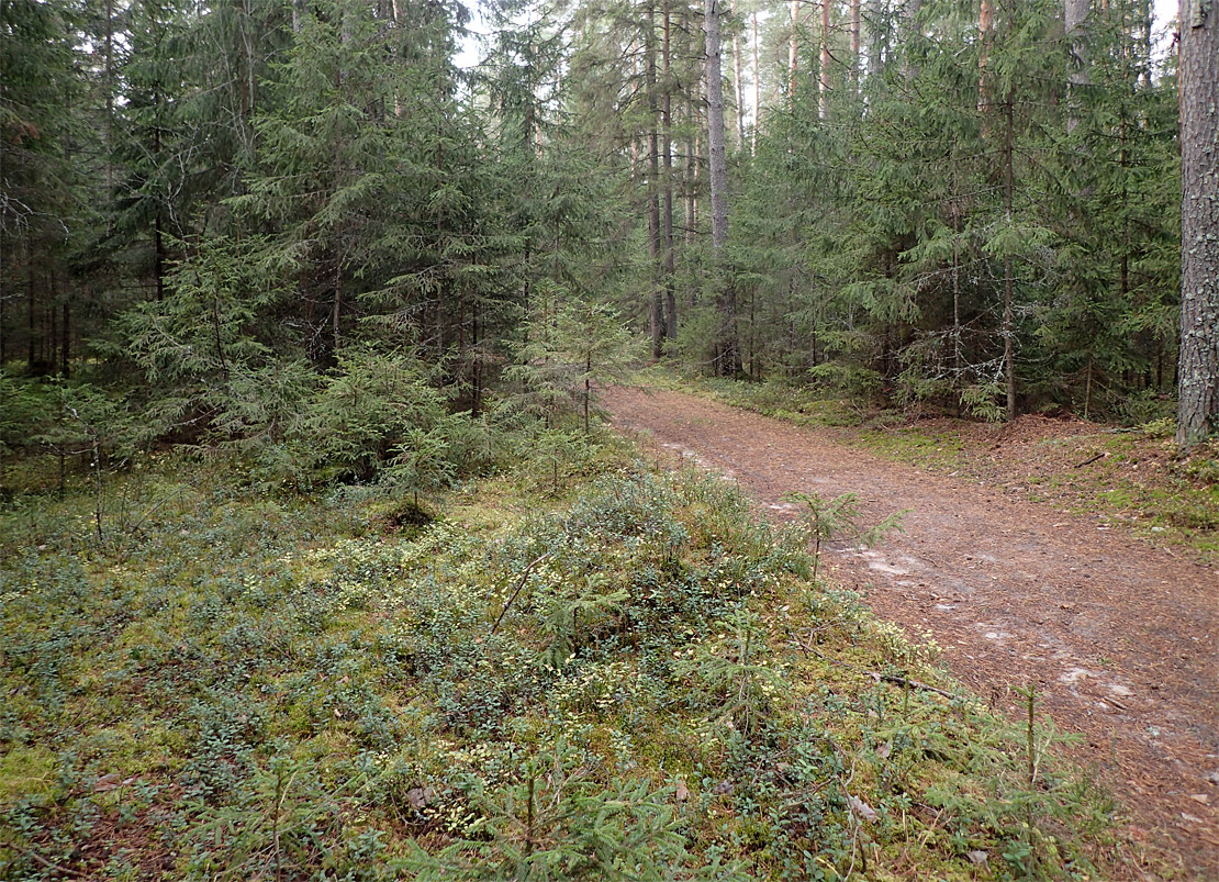 Ларцево, image of landscape/habitat.