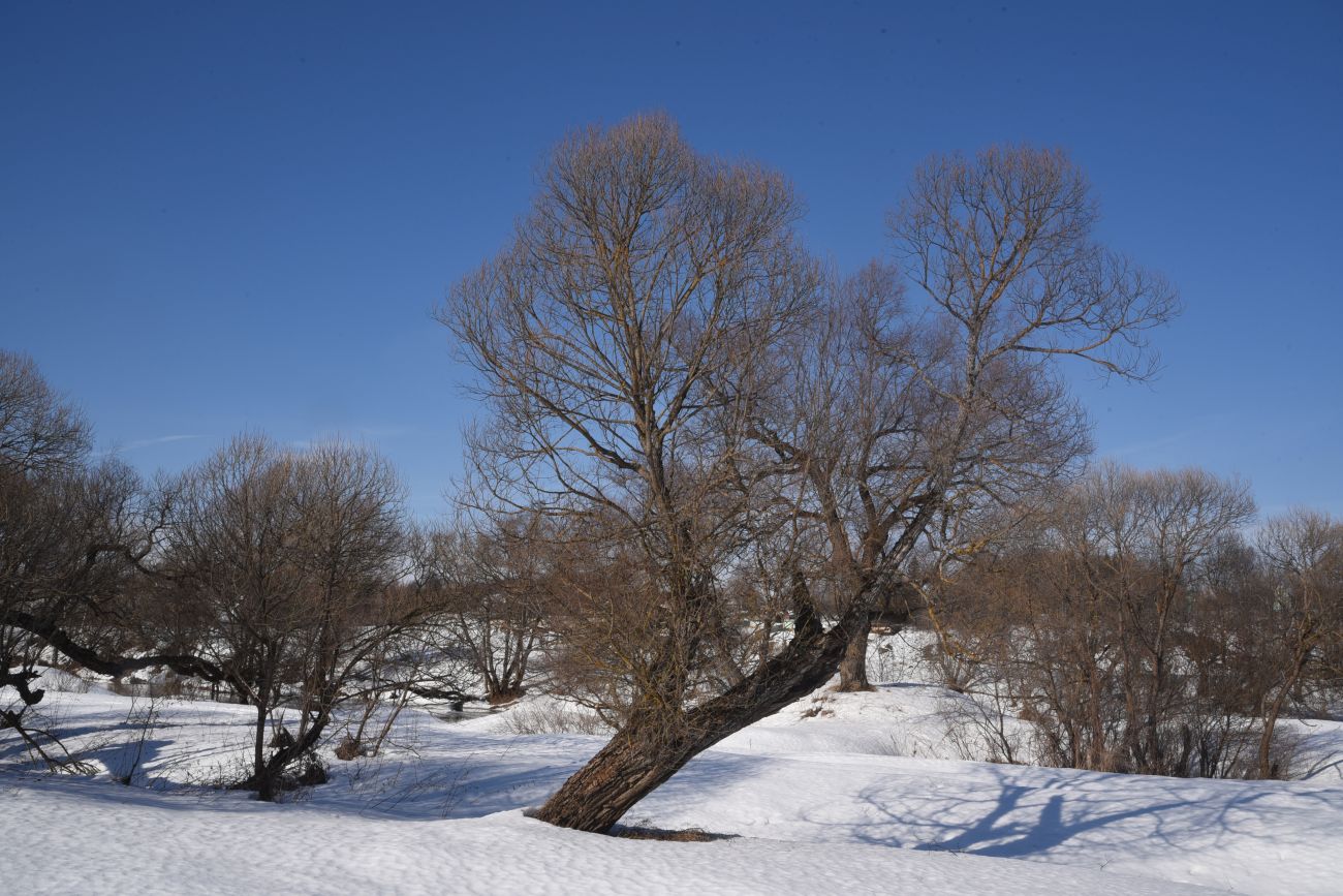 Окрестности деревни Сатино, image of landscape/habitat.