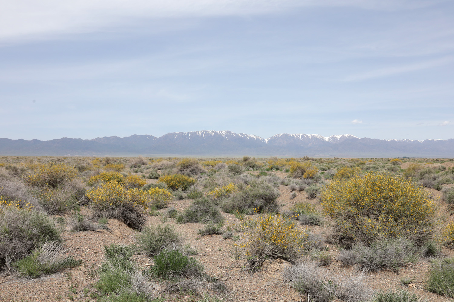 Шыган, image of landscape/habitat.