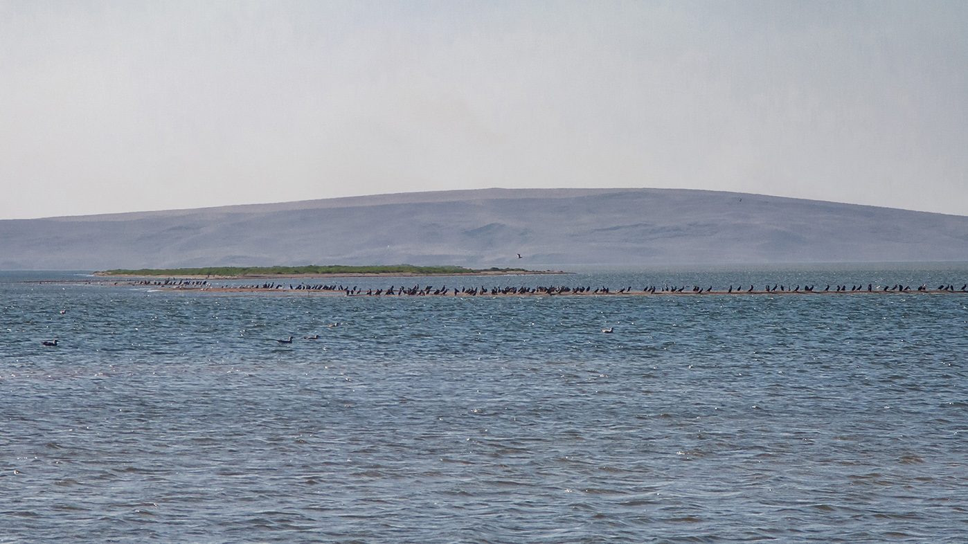 Коса Голенькая, image of landscape/habitat.