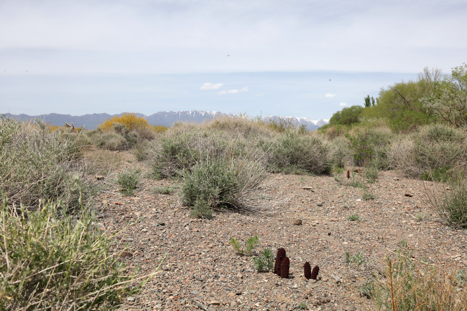 Шыган, image of landscape/habitat.