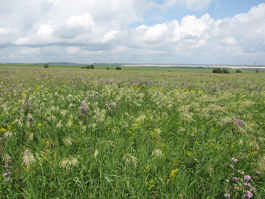 Лубушева степь, image of landscape/habitat.