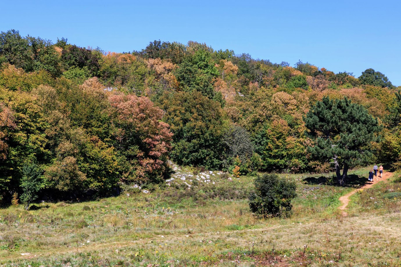 Ай-Петринская яйла, image of landscape/habitat.