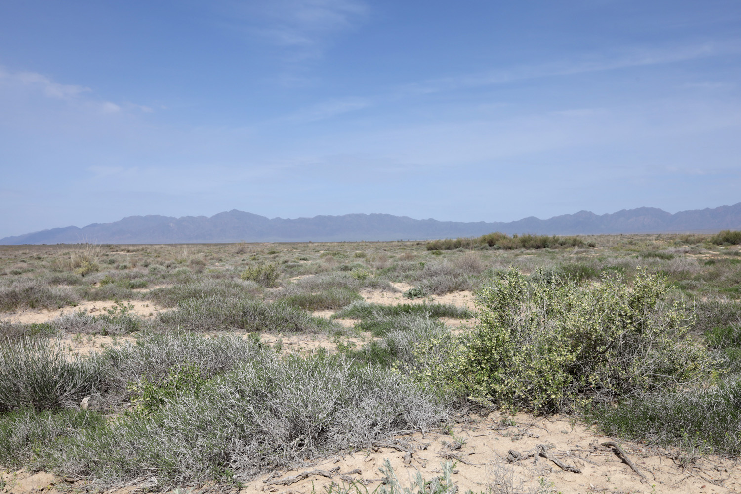 Мынбулак, image of landscape/habitat.