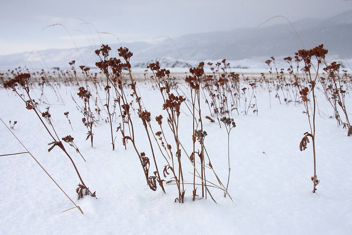 Мыс Уюга, image of landscape/habitat.