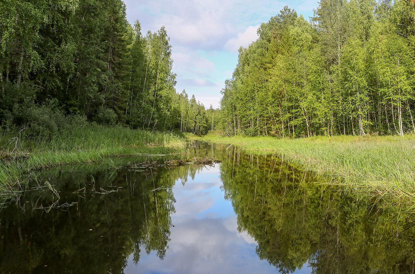 Кунчурихинский бор, image of landscape/habitat.