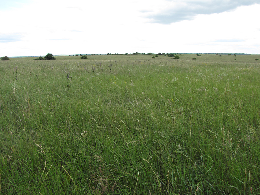 Глинище, image of landscape/habitat.