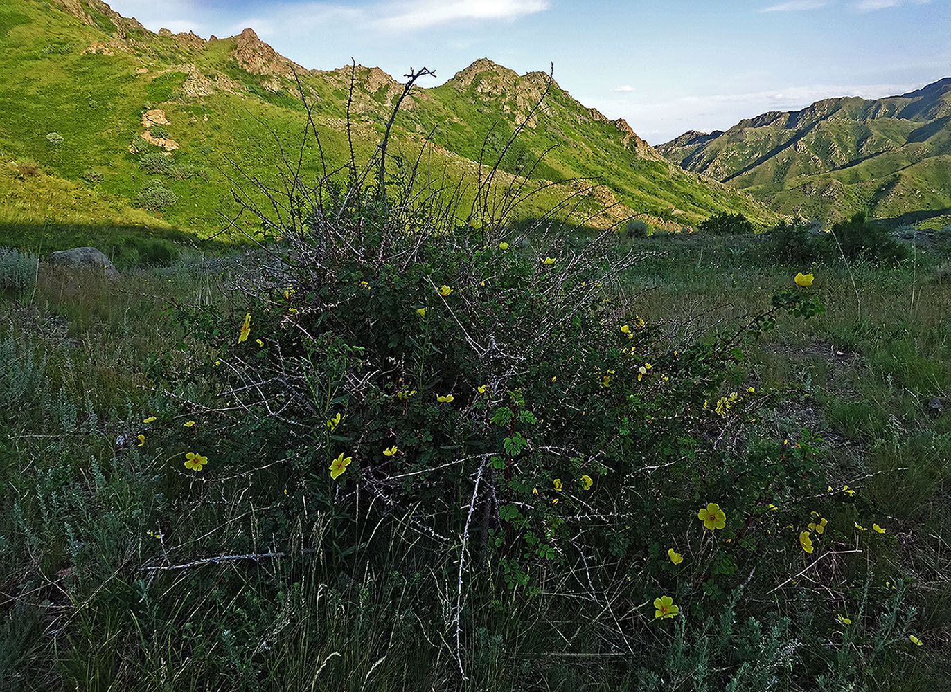 Перевал Алтын-Эмель, image of landscape/habitat.