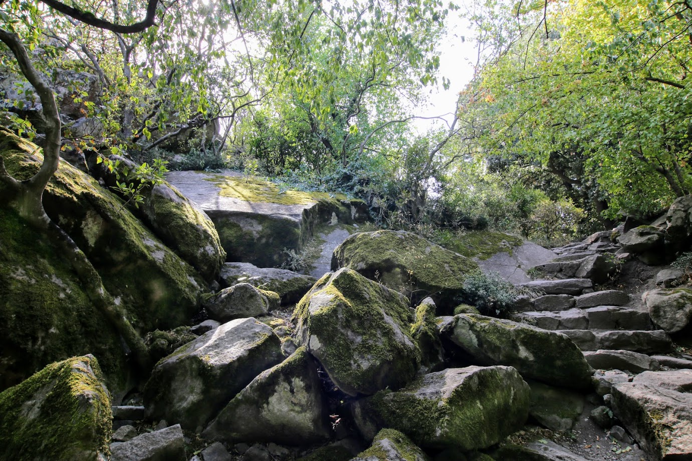 Алупкинский (Воронцовский) парк, image of landscape/habitat.