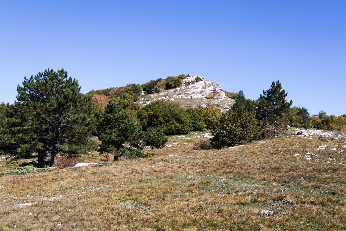 Ай-Петринская яйла, image of landscape/habitat.